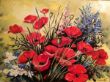 Mohnblumen.jpg